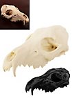 3D-printed fox skull for self-painting (16cm)